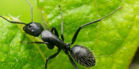 Kako se riješiti mrava na stablu kruške